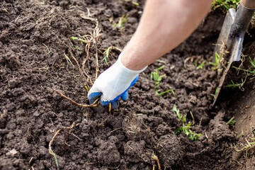 The gardener picks out the long roots of weeds from the dug up soil. Digging up agricultural land for planting