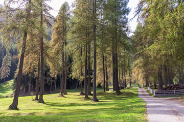 Scenic hiking trail along idyllic alpine meadow surrounded by conifer forest panoramic Fischleintal, Moos, South Tyrol, Italy. Majestic mountain peaks of Sexten Dolomites in Italian Alps. Wanderlust