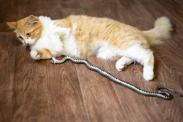 A ginger domestic cat caught a snake and is playing with it on the floor at home. Protectors of a...