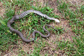 The snake lies on the lawn in the garden. Dangerous predators