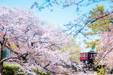 夙川の桜 -Sakura- Cherry Blossoms at Shukugawa, Kobe
