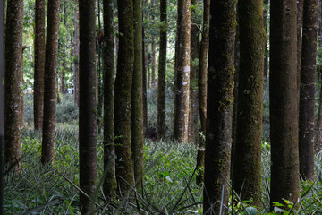 forest in the morning