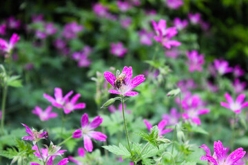 bee pollinating flowers in spring, beautiful garden, close up view, blurred background, honey production, gardener
