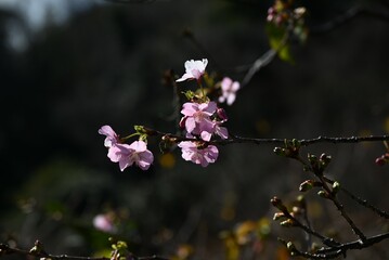 Early blooming cherry blossoms. Recently, cherry blossoms in Japan seem to be blooming earlier than before due to global warming.