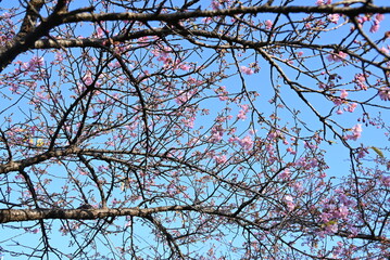 Early blooming cherry blossoms. Recently, cherry blossoms in Japan seem to be blooming earlier than before due to global warming.