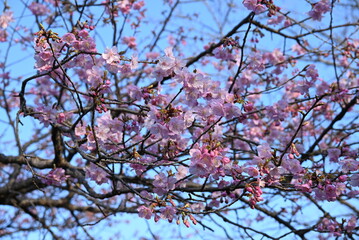 Early blooming cherry blossoms. Recently, cherry blossoms in Japan seem to be blooming earlier than before due to global warming.