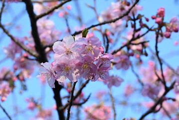 Early blooming cherry blossoms. Recently, cherry blossoms in Japan seem to be blooming earlier than before due to global warming.