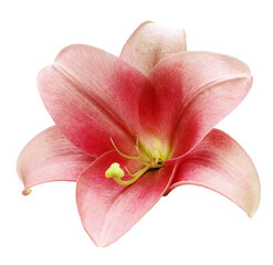 Lily  flower  on white isolated background with clipping path.  Closeup. For design.  Transparent background.   Nature.