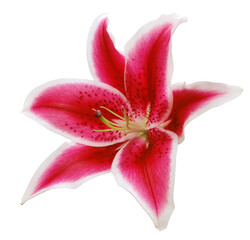 Lily  flower  on  isolated background with clipping path.  Closeup. For design. View from above.  Nature. - 728988774
