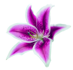 Lily  flower  on  isolated background with clipping path.  Closeup. For design. View from above. Transparent background.  Nature.