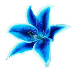 Lily  flower  on   isolated background with clipping path.  Closeup. For design. View from above.  Nature. - 728988799
