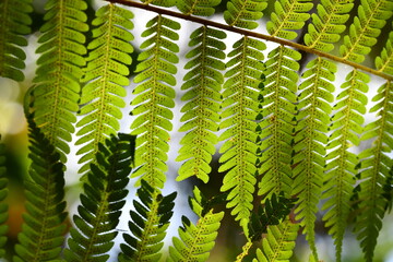 Close up photos of green fresh leaves acting as carbon sink to fight climate change and global...