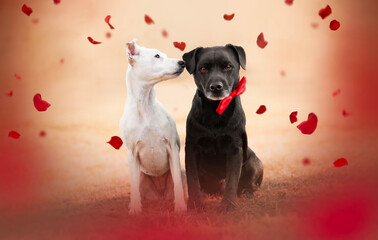 Valentine portrait of patterdale terrier dogs. Valentine's Day, the day of lovers.