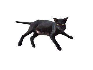 Black cat is going to sleep on white background.