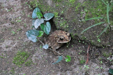 シアヌークビルの猫　カンボジア