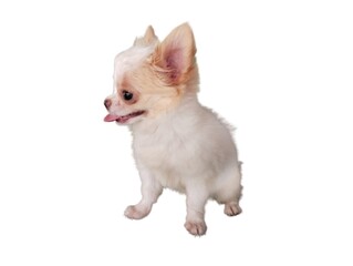 Fototapeta na wymiar Chihuahua dog on white background. 1 Chihuahua dog, cute and beautiful. Mammal, household pet.
