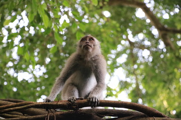 モンキーフォレスト・ウブド　インドネシア　バリ島　