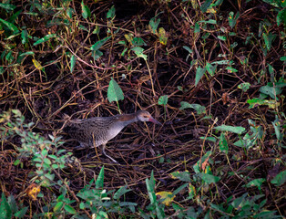 Slaty breasted rail sjhot in urban area in chennai in south india.