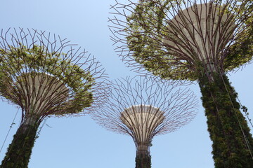 ガーデンズバイザベイ　シンガポール
