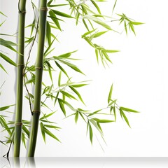 Fototapeta na wymiar Green bamboo isolated on white background