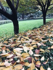 autumn leaves and bench in the park