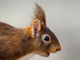 Eichhörnchen (Sciurus vulgaris)