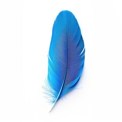 blue feather with some loose hairs on white background