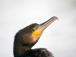 Kormoran (Phalacrocorax carbo)