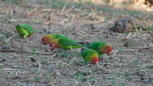 Flock Of Fischer's Lovebirds Foraging On The Ground In Africa. closeup shot