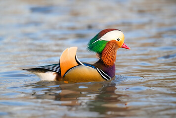 Mandarinente (Aix galericulata)