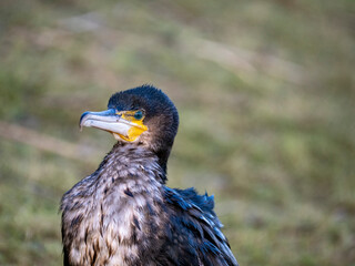 Kormoran (Phalacrocorax carbo)