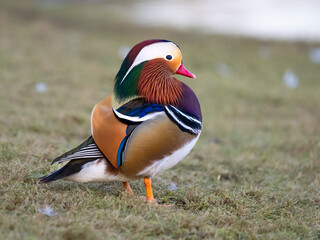 Mandarinente (Aix galericulata)