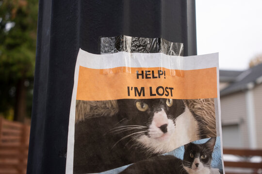 Lost cat notice on a street lamp post.