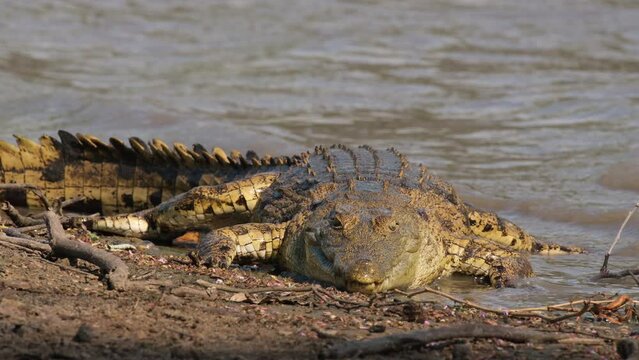 Giant Carnivorous Nile Crocodile In Rivershore Habitats. Close Up Shot