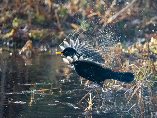 Amsel (Turdus merula)