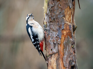 Buntspecht (Dendrocopos major)