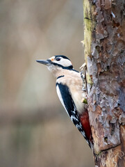 Buntspecht (Dendrocopos major)