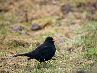 Amsel (Turdus merula)