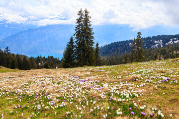 Wild purple and white Crocus alpine flowers blooming at spring in the Swiss Alps. Niederhorn,...