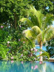 Tropical garden with palm trees and hibiscus flowers above blue pool water in Mauritius.