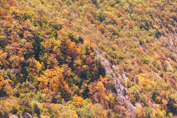 Trees on the mountainside as a background