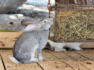 A rabbit is walking on a farm
