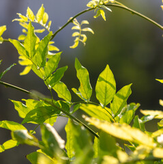 Green leaves on a plant in summer