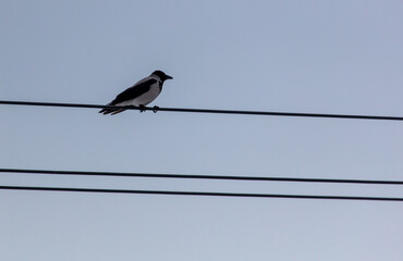 Crow on electrical wires against the sky
