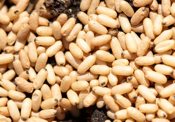 Close up of red ant eggs. Macro