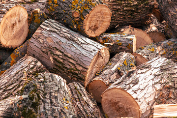 Sawn firewood in the yard