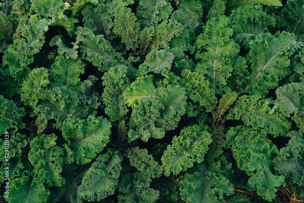 Poster green vegetables. background and details of green vegetable leaves.