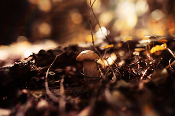 Mushroom caps amid a pile of brown leaves on the forest floor on a fall day in Germany.
