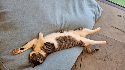 하늘색 쿠션 위의 고양이