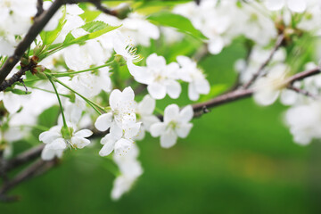 White flowers on a green bush. Spring cherry apple blossom. The white rose is blooming. - obrazy, fototapety, plakaty